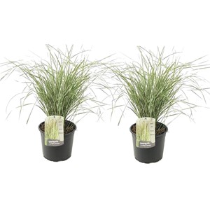 Calamagrostis overdam herbe - 2