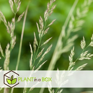 Calamagrostis overdam herbe - 2