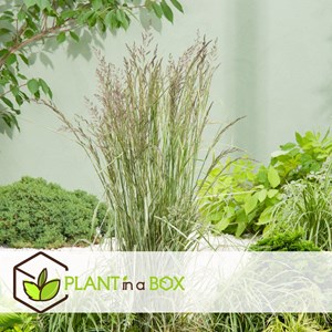 Calamagrostis overdam herbe - 2