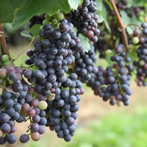 Plants de raisin vitis vinifera - 3