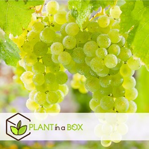 Plants de raisin vitis vinifera - 3