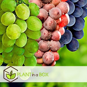 Plants de raisin vitis vinifera - 3