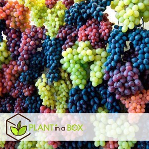 Plants de raisin vitis vinifera - 3