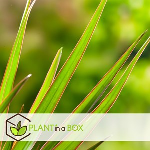 Dracaena dragon tree - 4