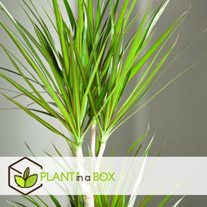 Dracaena dragon tree - 4