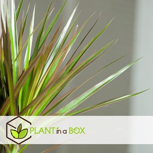 Dracaena dragon tree - 2