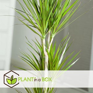 Dracaena dragon tree - 2