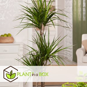 Dracaena dragon tree - 2