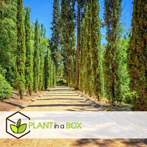 Cipres de toscane - 2