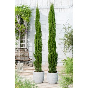 Cipres de toscane - 2