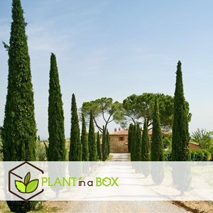 Cipres de toscane - 2