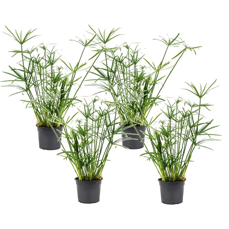 Cyperus umbrella plant - 4