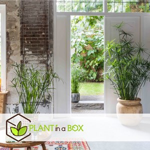 Cyperus umbrella plant - 4