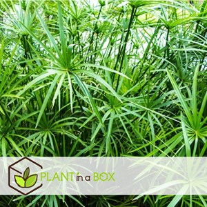 Cyperus umbrella plant - 4