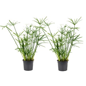 Cyperus umbrella plant - lot de 2