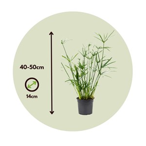 Cyperus umbrella plant - 2