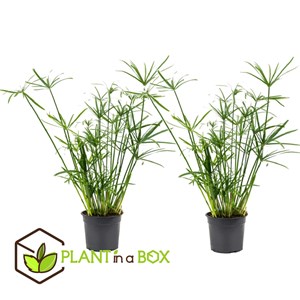 Cyperus umbrella plant - 2