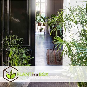 Cyperus umbrella plant - 2