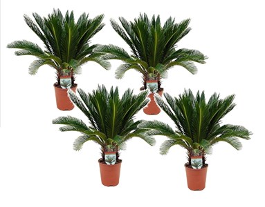 Cycas revoluta king sago palm - 4