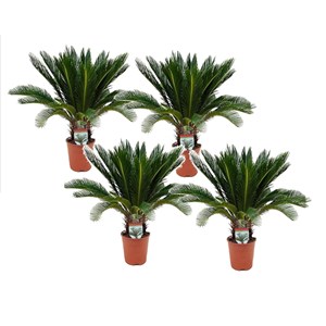 Cycas revoluta king sago palm - 4
