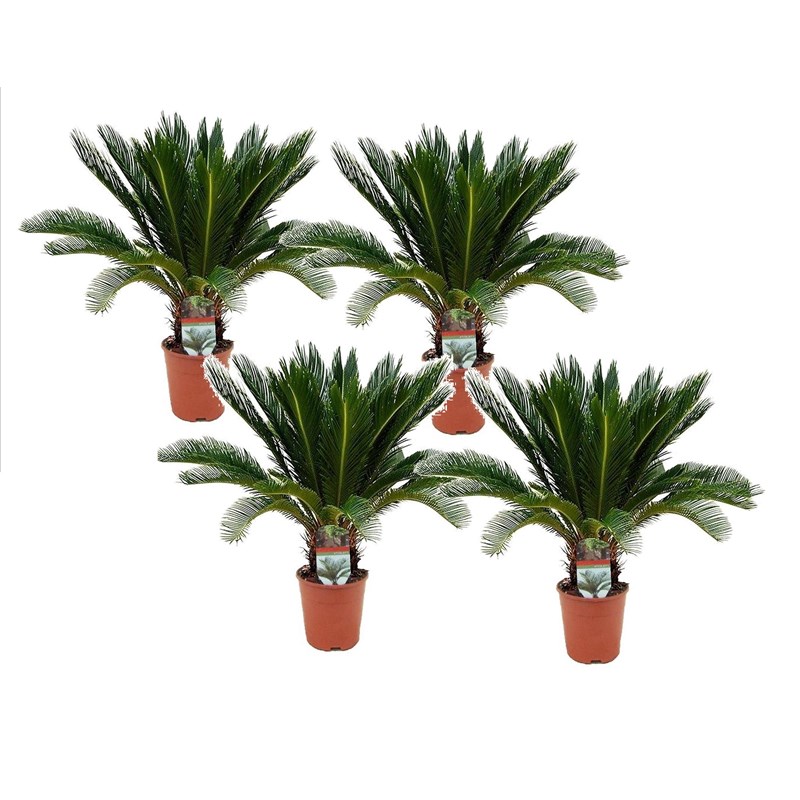 Cycas revoluta king sago palm - 4