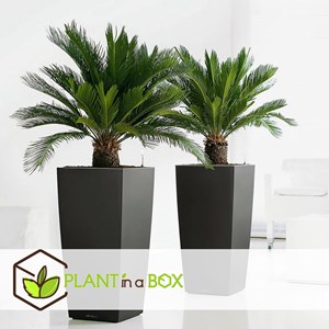 Cycas revoluta king sago palm - 4