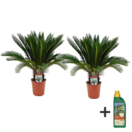 Cycas revoluta king sago palm x2 + pokon