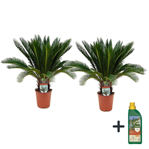 Cycas revoluta king sago palm x2 + pokon