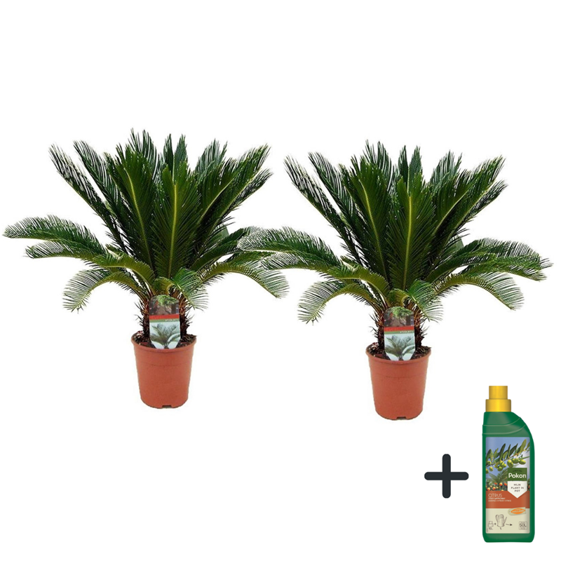 Cycas revoluta king sago palm x2 + pokon