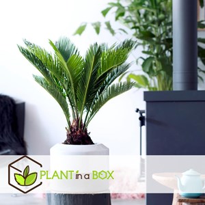 Cycas revoluta king sago palm x2 + pokon