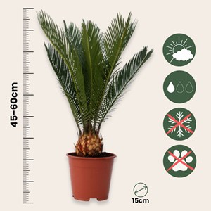Cycas revoluta king sago palm x2 + pokon