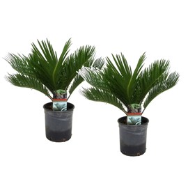 Cycas revoluta king sago palm - 2