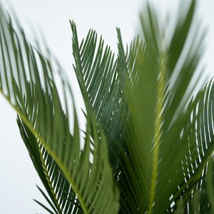 Cycas revoluta king sago palm - 2