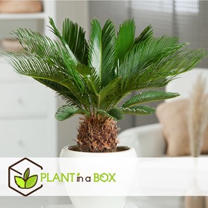 Cycas revoluta king sago palm - 2
