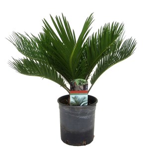 Cycas revoluta king sago palm