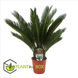 Cycas revoluta king sago palm