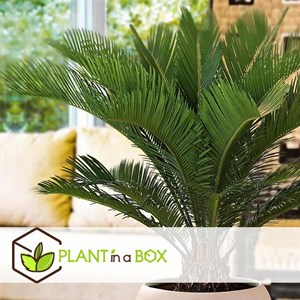 Cycas revoluta king sago palm