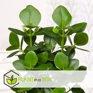 Clusia rosea princess - 4