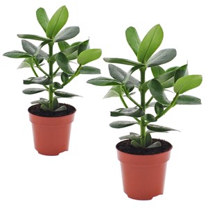 Clusia rosea princess - 2