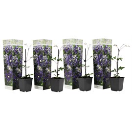 Clematis taiga - lot de 4