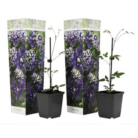 Clematis taiga - lot de 2