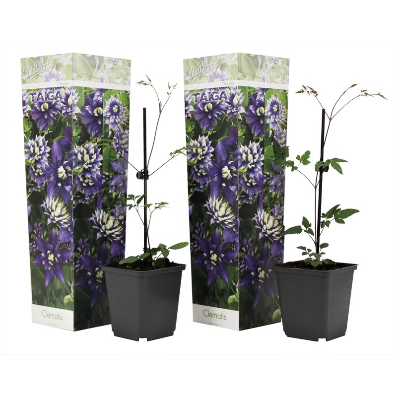 Clematis taiga - 2