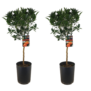 Xl citrus tarocco blood orange - 2