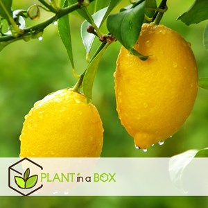 Citronnier citrus limon sur tige - 2