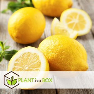 Citronnier citrus limon sur tige - 2