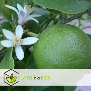 Citrus aurantifolia citron - x3