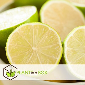 Citrus aurantifolia citron - x3