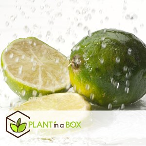 Citrus aurantifolia citron - x3