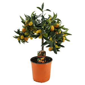 Citrus kumquat sur tige