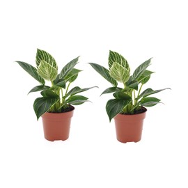 Philodendron white wave - 2